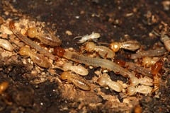 Acridotarsa melipecta