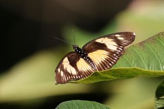 Pseudacraea lucretia