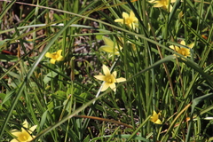 Romulea hirta