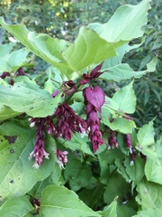 Leycesteria
