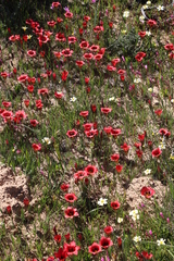 Romulea sabulosa