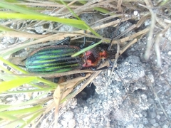 Carabus lineatus lateralis