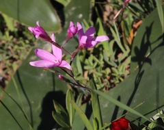 Hesperantha pauciflora