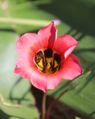 Romulea sabulosa