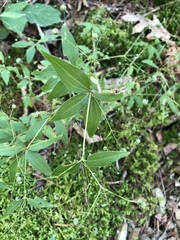 Galium latifolium