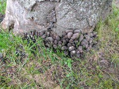 Xylaria polymorpha image
