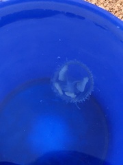 Craspedacusta sowerbii