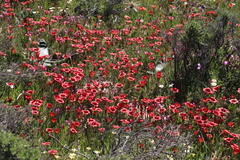 Romulea sabulosa