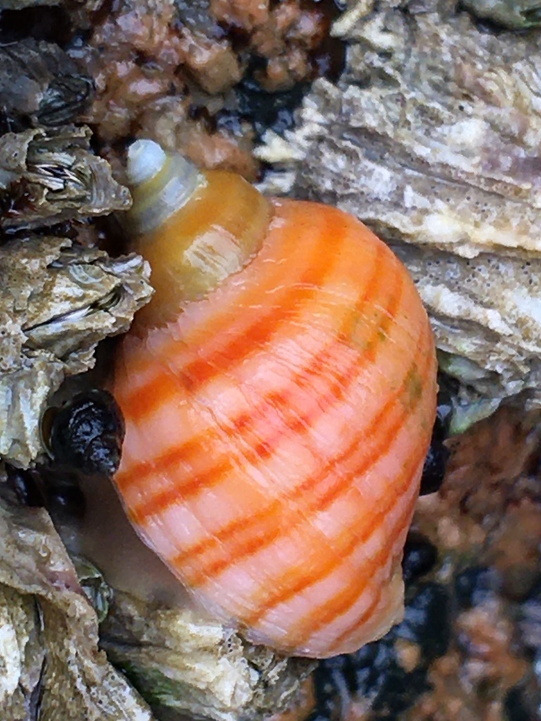 Striped Dogwinkle