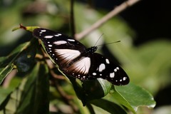 Hypolimnas anthedon wahlbergi