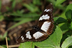 Pseudacraea lucretia expansa
