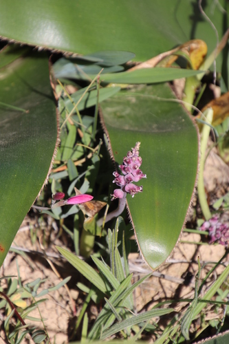Image of Lachenalia elegans by (c) Tony Rebelo, some rights reserved (CC BY-SA)