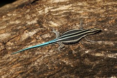 Holaspis laevis
