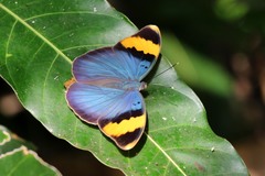 Euphaedra neophron