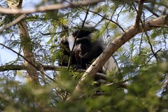 Colobus angolensis