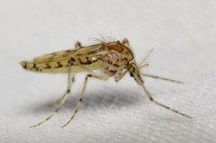 Chaoborus astictopus