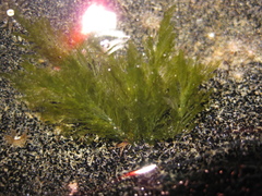 Bryopsis