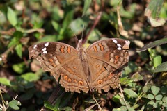 Junonia natalica natalica