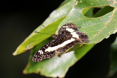 Euptera kinugnana kinugnana