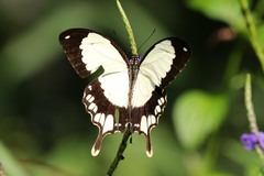 Papilio dardanus