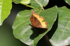 Eurytela dryope angulata