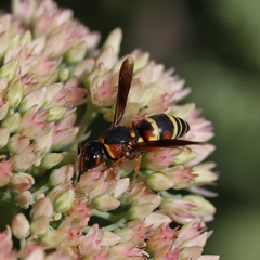 Euodynerus castigatus