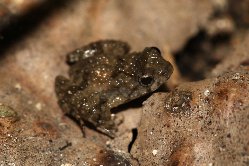 Puddle Frogs