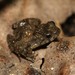 Puddle Frogs - Photo (c) Martin Grimm, some rights reserved (CC BY-NC), uploaded by Martin Grimm