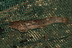 Amphilius uranoscopus