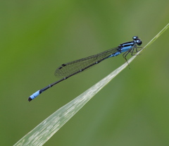 Acanthagrion floridense