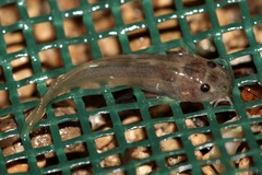 Amphilius uranoscopus