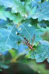 Megarhyssa nortoni