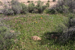 Hesperantha pauciflora