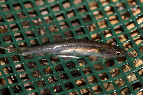 Uluguru shellear (Kneria uluguru) — Kneriidae — 2
