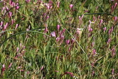 Hesperantha pauciflora