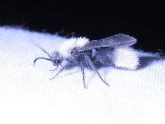 Dasymutilla nocturna