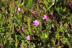 Hesperantha pauciflora