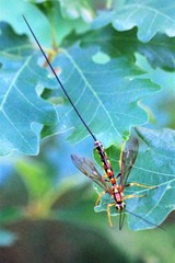 Megarhyssa nortoni