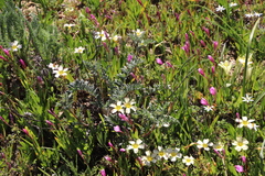 Berkheya pinnatifida pinnatifida
