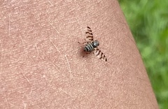 Otitinae