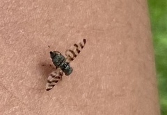 Otitinae