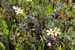 Berkheya pinnatifida pinnatifida