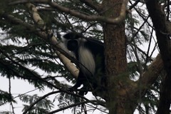Colobus angolensis