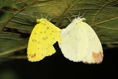 Eurema hecabe solifera