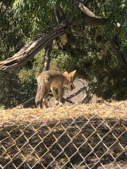 Canis latrans