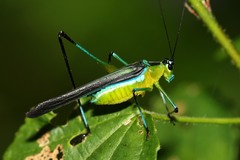 Dioncomena ornata