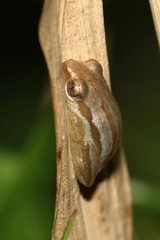 Afrixalus stuhlmanni