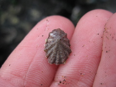 Patelloida corticata