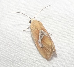 Ponometia venustula