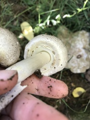 Fungi
